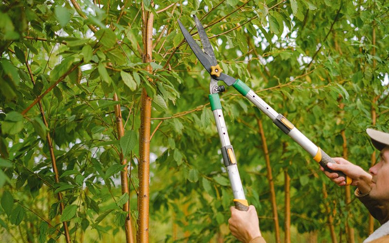 Tree trimming in Kaktovik, AK