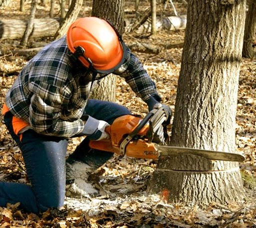 Tree Removal in Kaktovik, AK